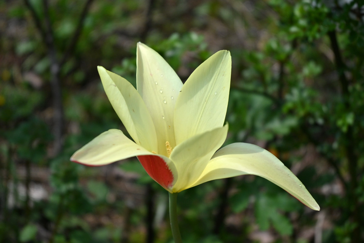 花畑農園