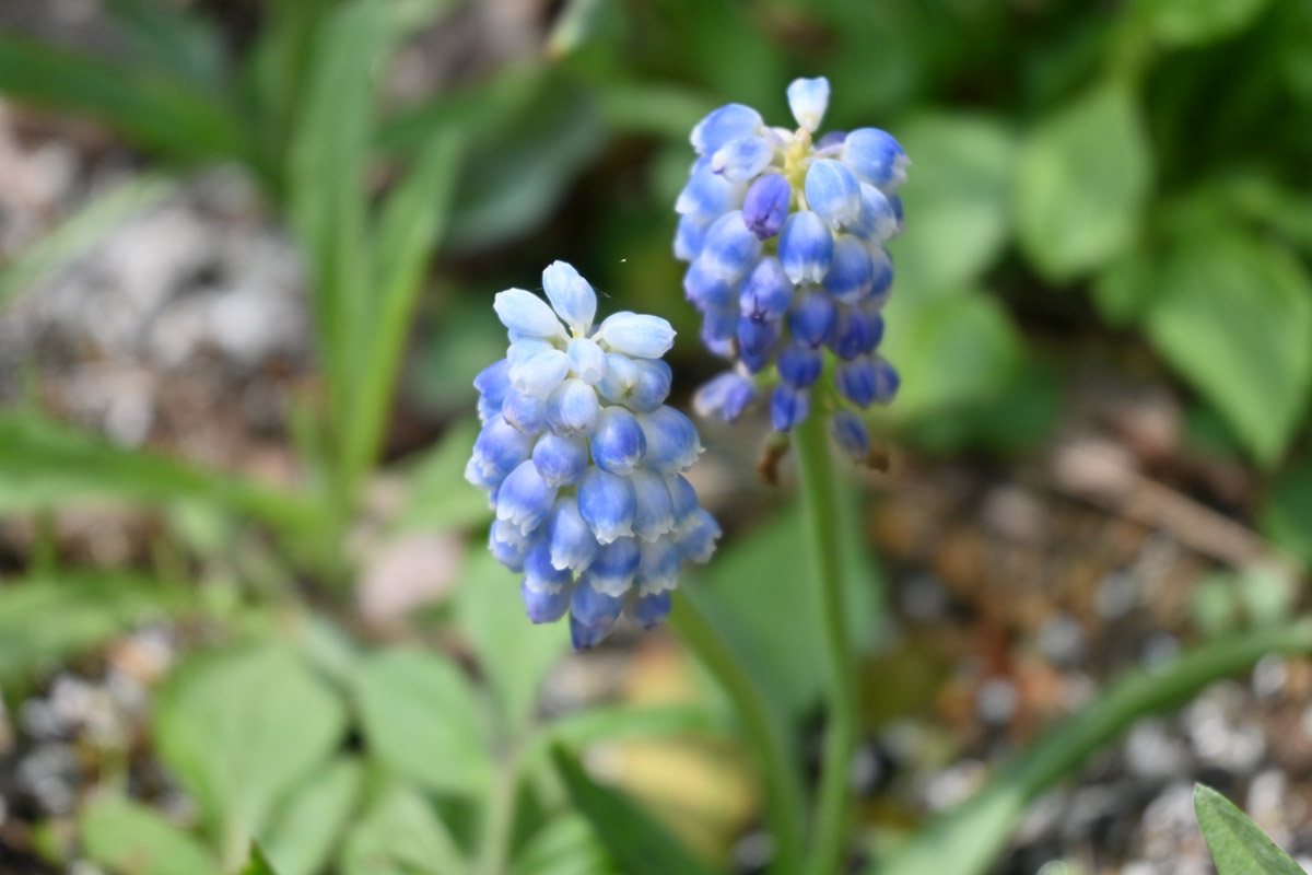花畑農園