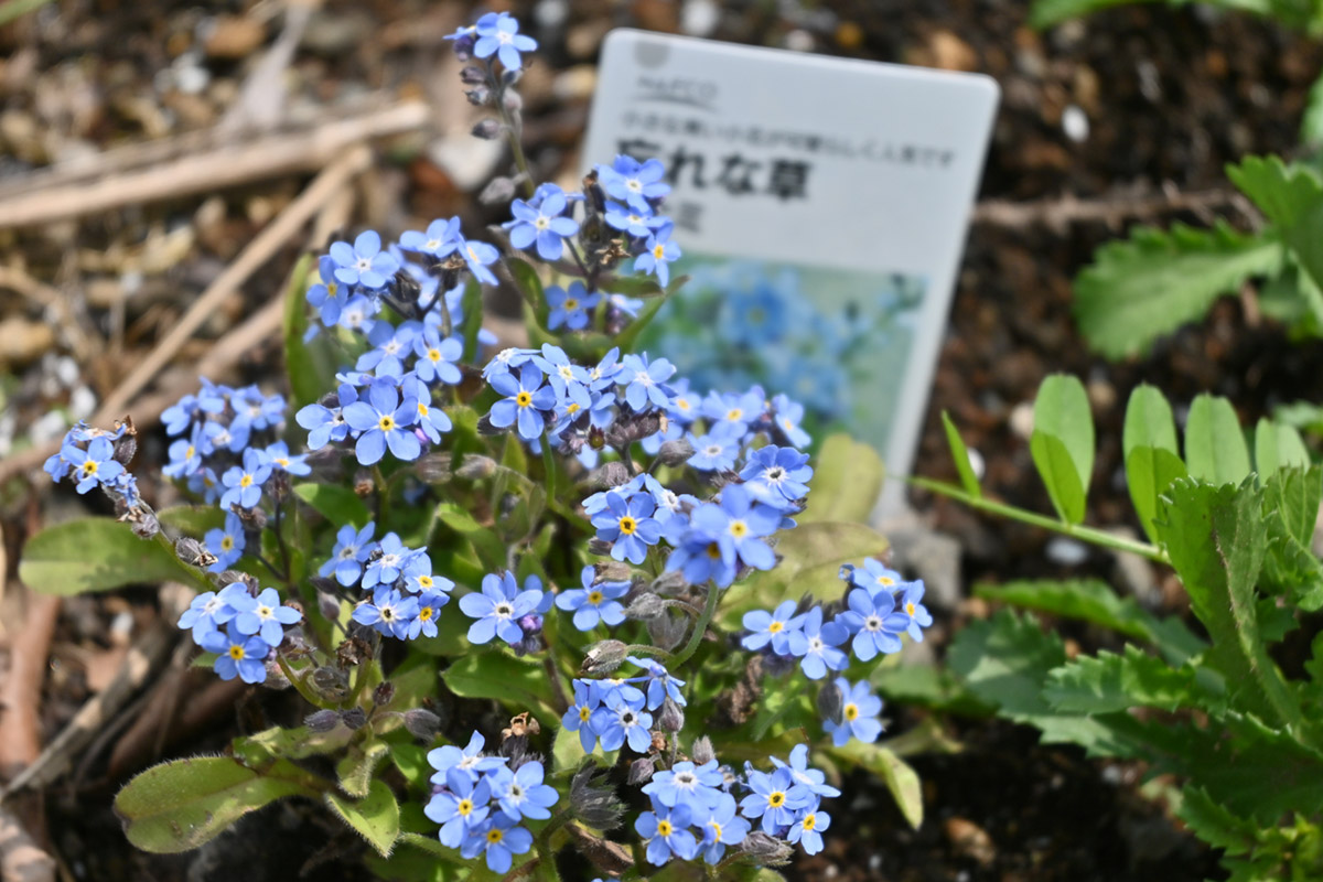 花畑農園